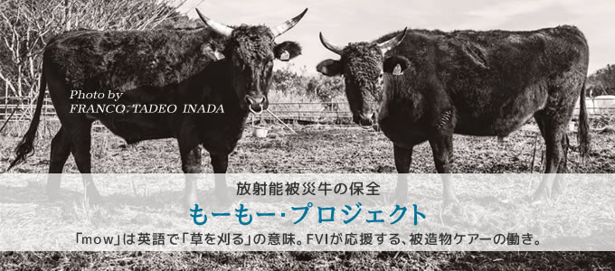 放射能被災牛の保全。もーもー・プロジェクト　「ｍｏｗ」は英語で「草を刈る」の意味。FVIが応援する、被造物ケアーの働き。