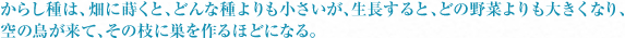からし種は、畑に蒔くとどんな野菜よりも大きくなり、空の鳥がきて、その枝に巣を作るほどになる。